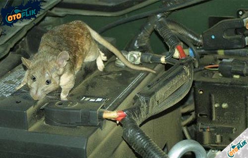 Cara mengusir tikus di kap mobil